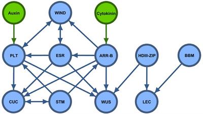 Opportunities for Innovation in Genetic Transformation of Forest Trees